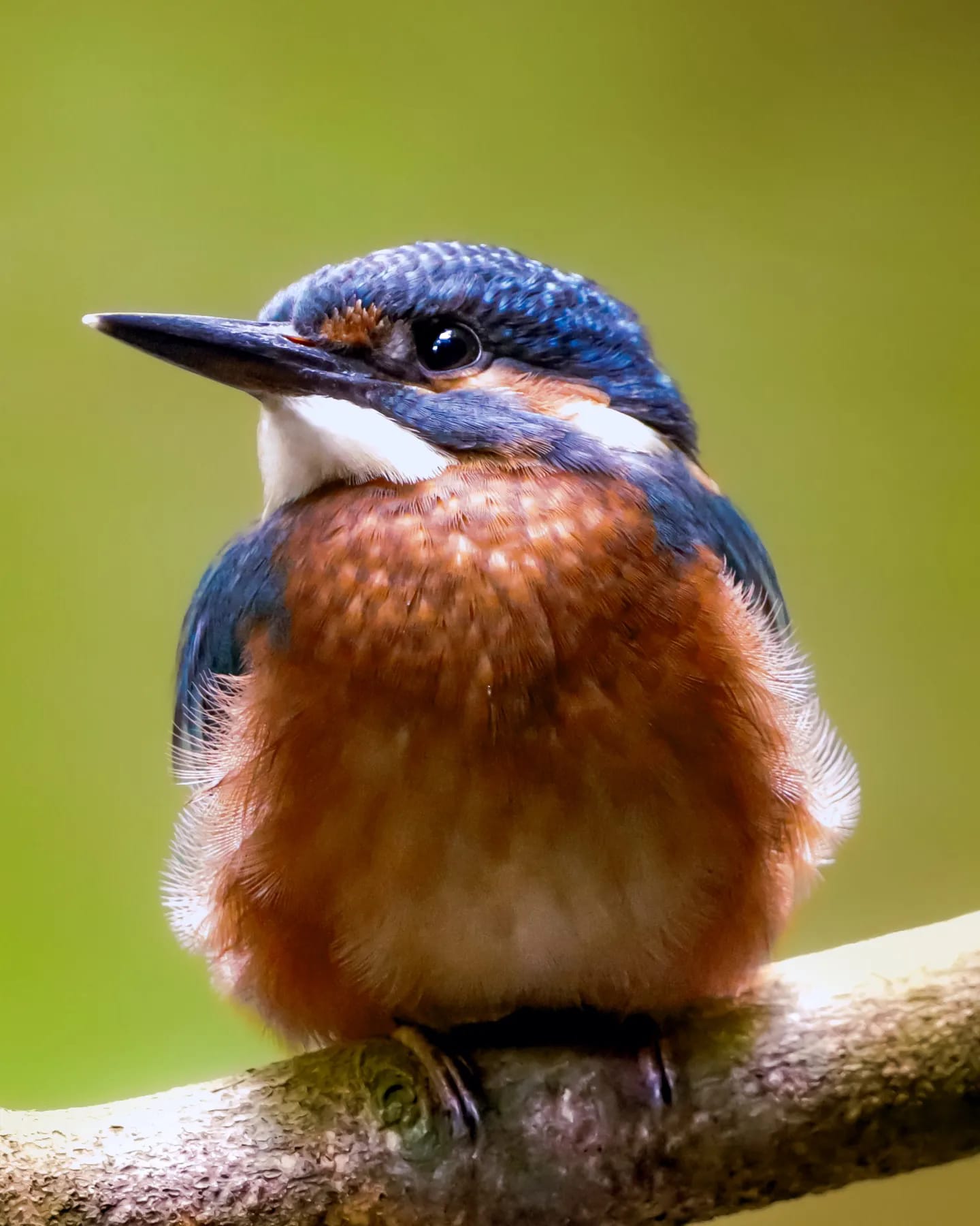 Kingfisher Bird